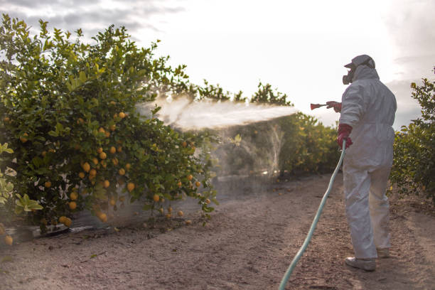 Best Ant Control Services  in Steilacoom, WA
