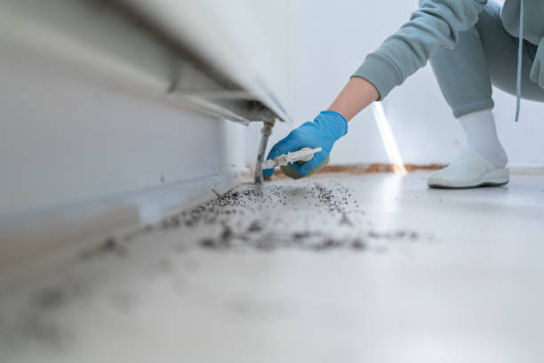 Best Wasp Removal Services  in Steilacoom, WA