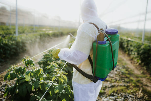Best Termite Control Services  in Steilacoom, WA